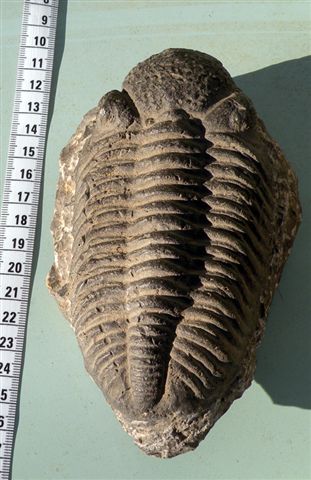 Trilobiti verosimilmente marocchine - terza serie